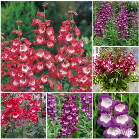 Хризантема,гелениум,вербаскум,пенстемон семена