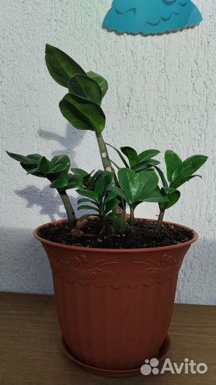 Замиокулькас зензи