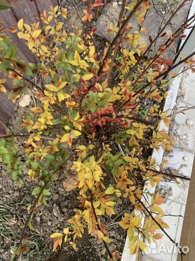 Гортензия, ива кудрявая, спирея