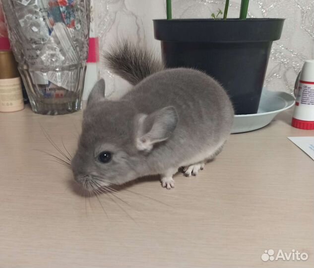 Шиншилла