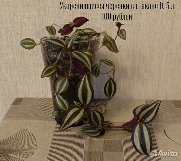 Комнатные цветы