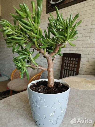 Крассула хоббит