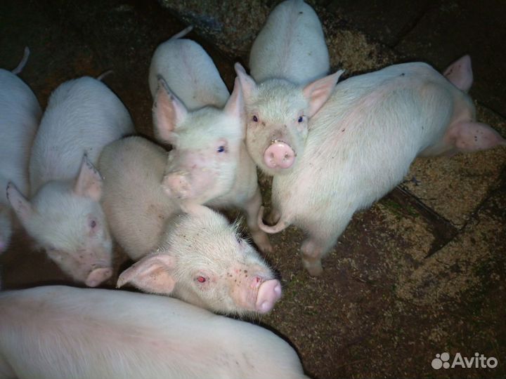 Поросята