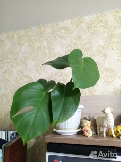 Замиокулькас, монстера, спатиф