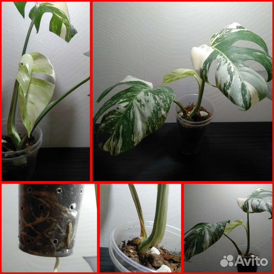 Монстера вариегатная альба