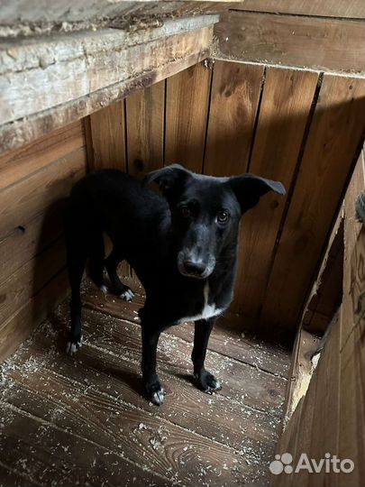 Чёрно-белая собака из приюта с кокетливым взглядом