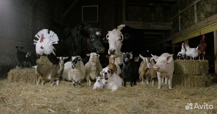 Корм для животных. Продукты питания