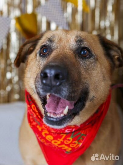 Бася собака, сгусток нежности