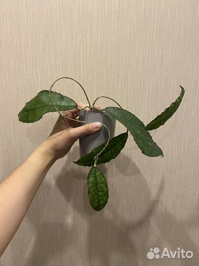 Хойи распродаю 7