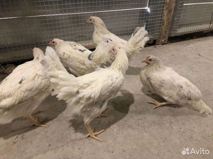 Куры молодки несушки