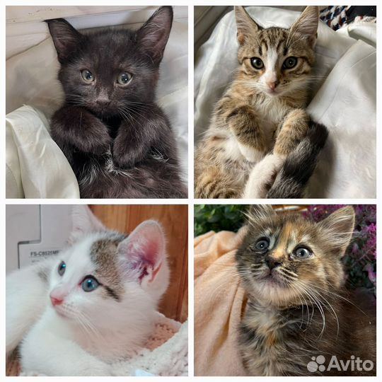 Котята