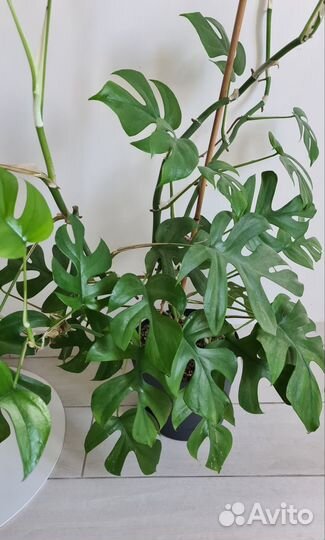 Монстера минима Рафидофора