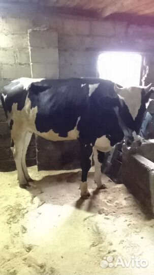 Тёлка 1.4 продаем или меняем на Быка