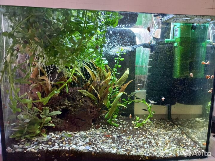 Аквариумные растения прополка