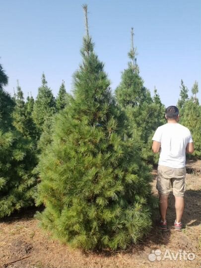 Сосна веймутова