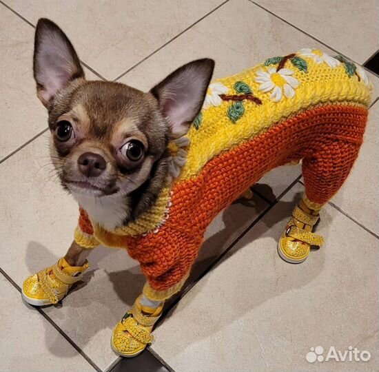 Одежда для собак