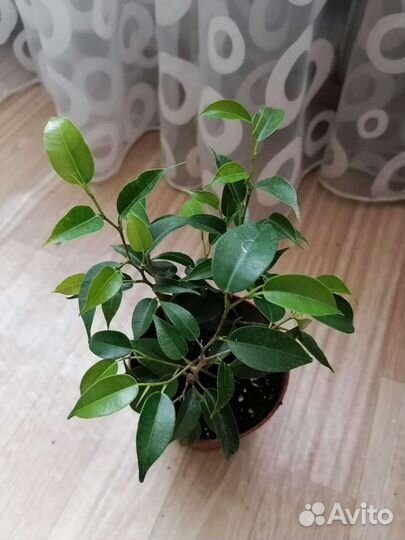 Фикус мелколистный