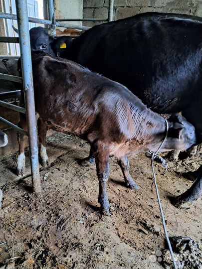 Продается телочка