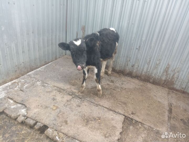 Бычки на откорм и на убой