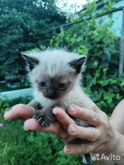Кошка в дар бесплатно