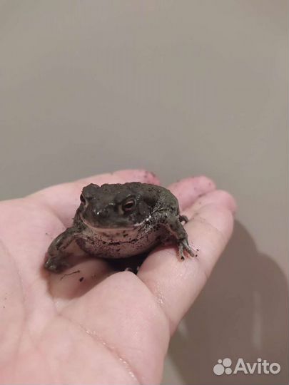 Жаба колорадская