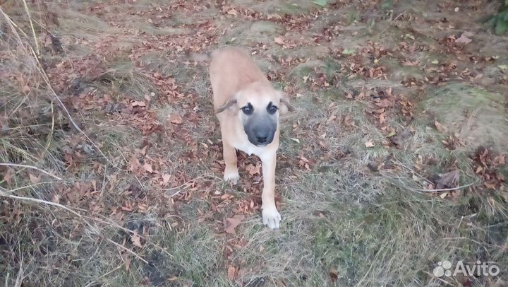 Щенок в добрые руки бесплатно