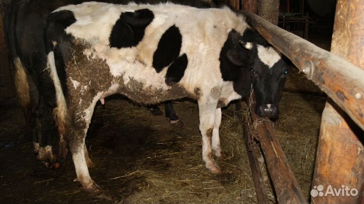 Продам первотелок