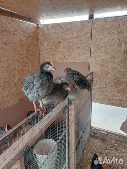 Молодые петухи