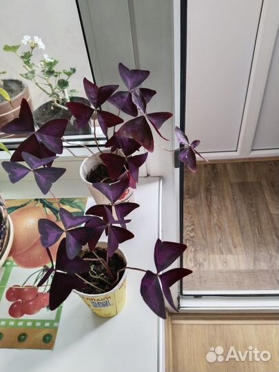 Продам цветы комнатные оксалис