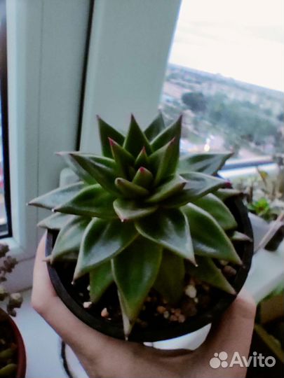 Суккулент / суккуленты разные