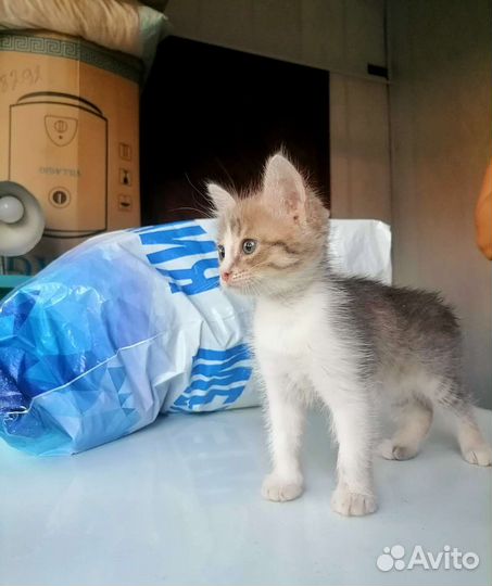 Котята девочки