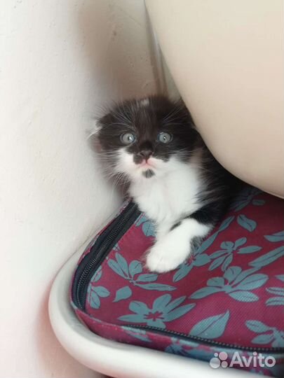 Котик бесплатно