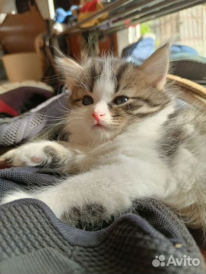 Кошка в дар бесплатно