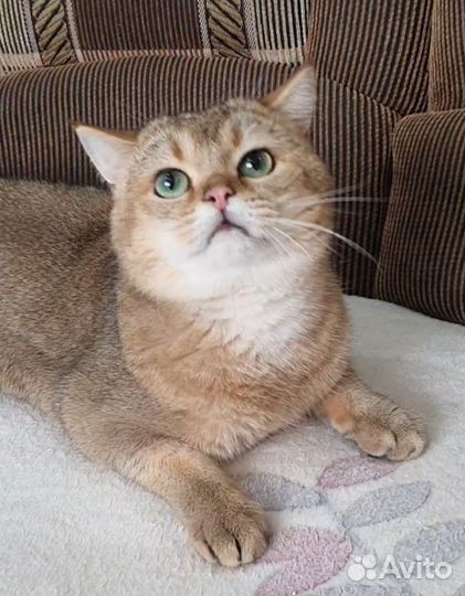 Шотландский золотой котик