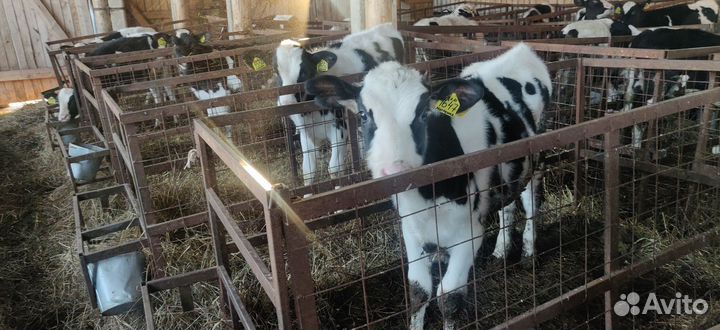 Бычки Тёлки