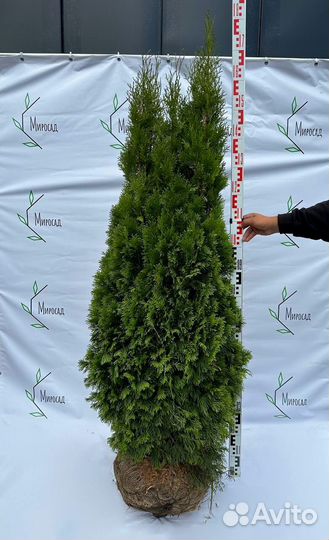 Туя смарагд 140-160 см