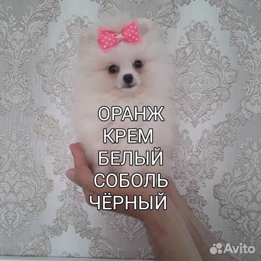 Мини померанские шпицы