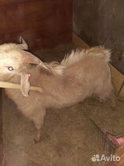 Продам козу, козочку, козла, на молоко,мясо
