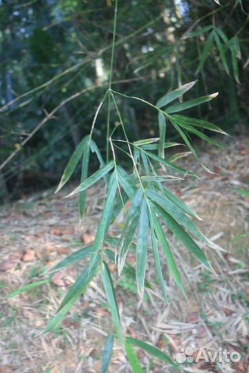 Бамбук колючий (индийский), семена опт и розница