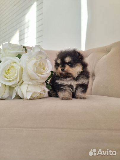 Померанский шпиц супер мини