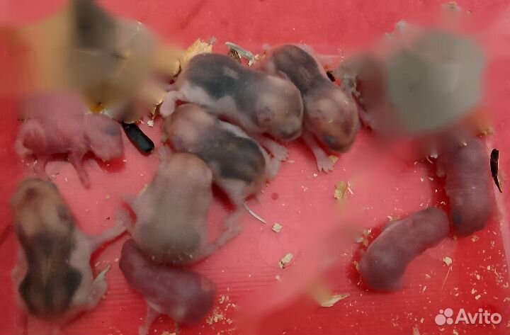 Хомяк в добрые руки