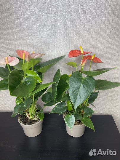 Антуриум мужское счастье комнатные цветы