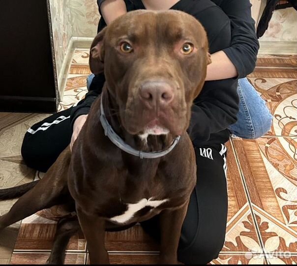 Питбуль вязка