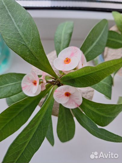 Молочай миля бело-розовый