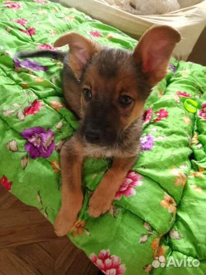 Щенок в дом