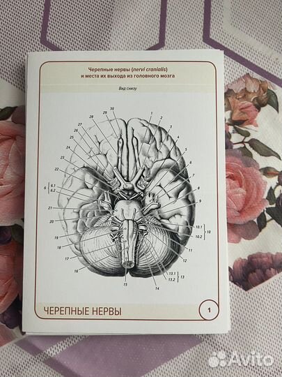 Черепные нервы. Вегетативная нервная система