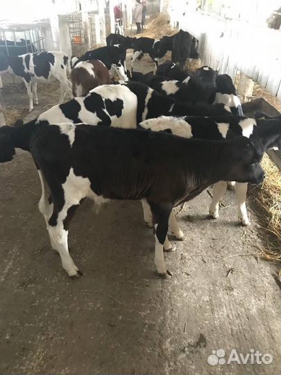 Бычки и телки