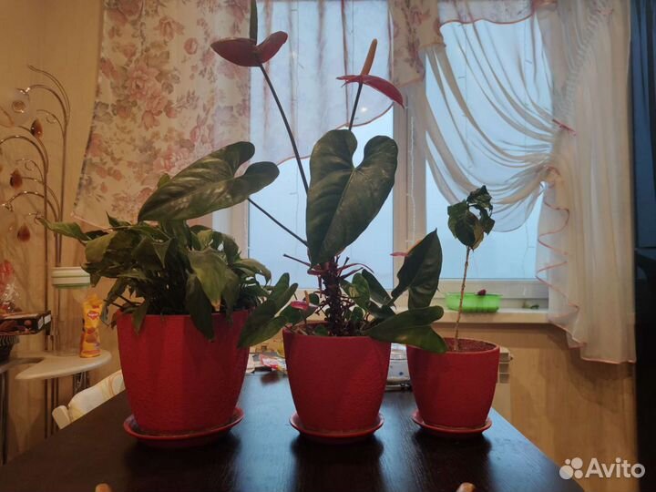 Цветочные горшки с растениями (цена за 3 шт.)