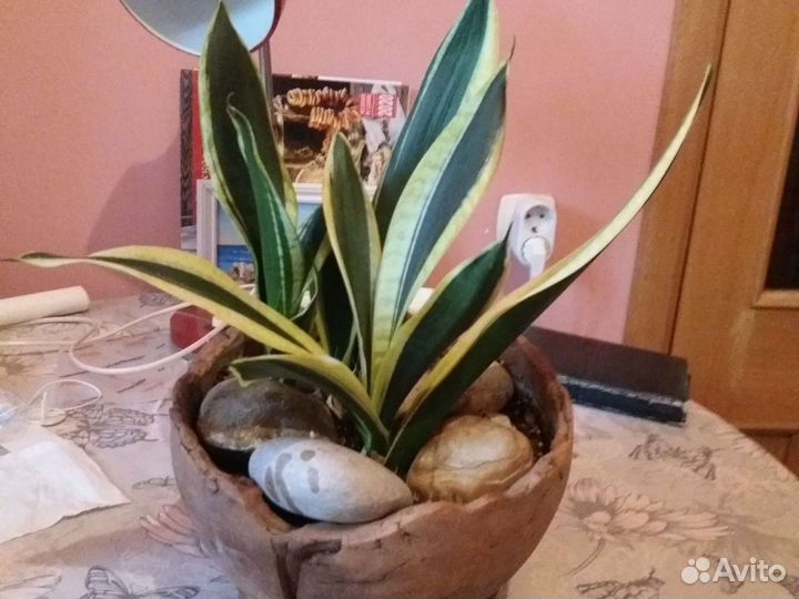 Сансевиерия Футура Суперба