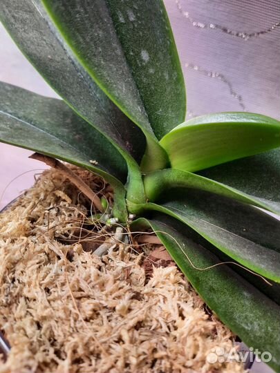 Орхидея фаленопсис 